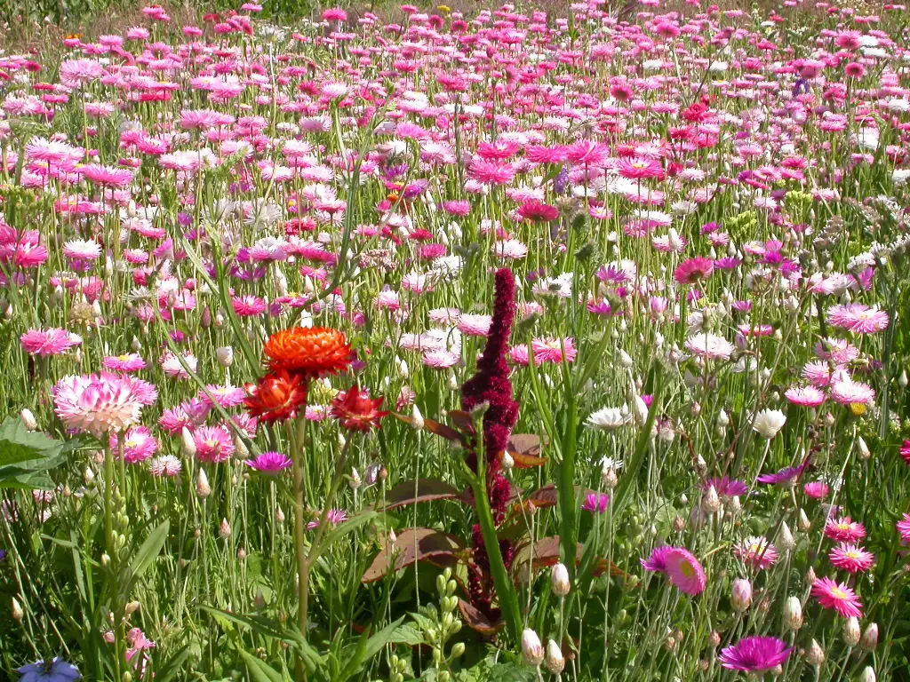 Fleurs Bouquets Secs