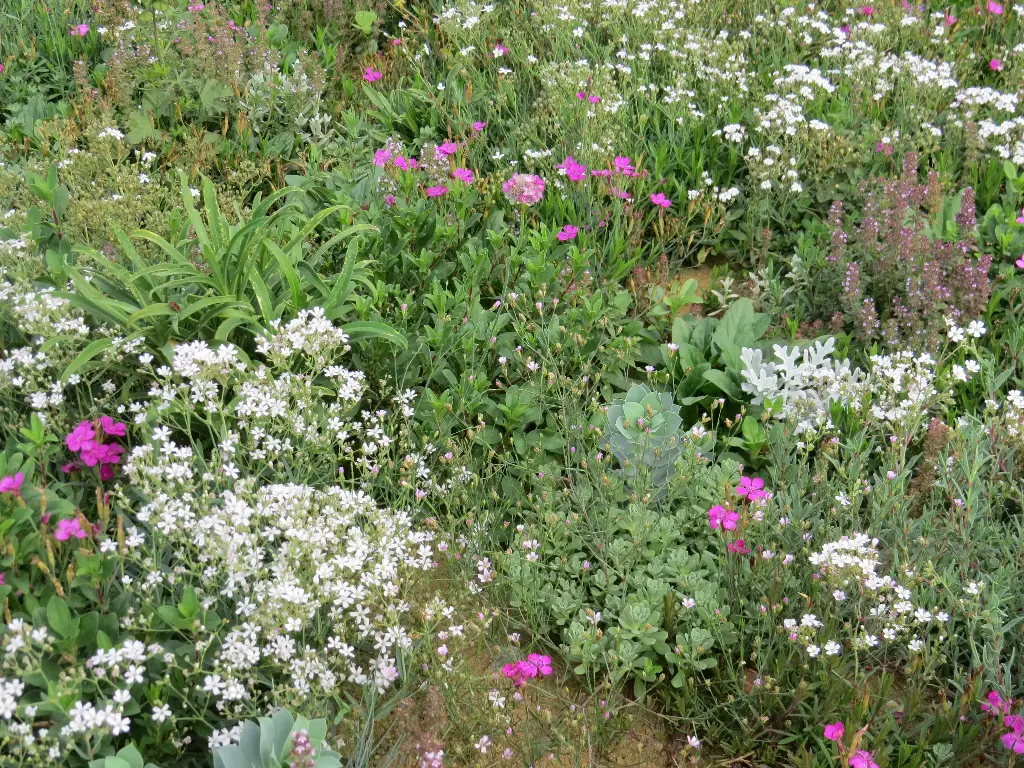 Couvre-sol en Fleurs