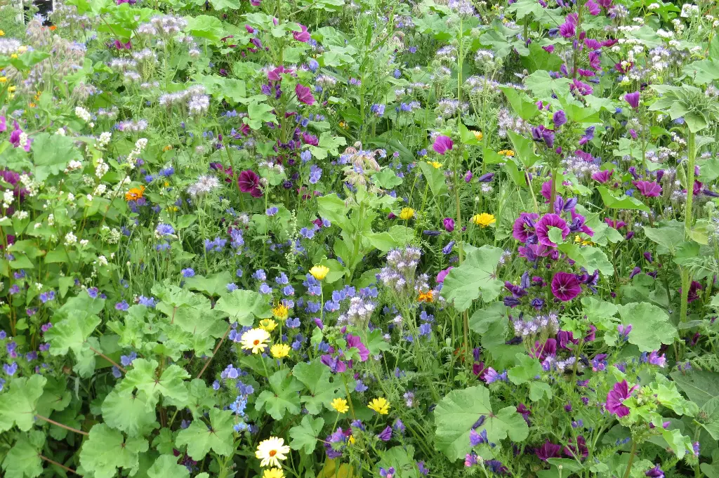 Fleurs nourrissantes Abeilles (annuelle)
