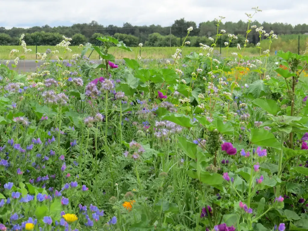 Fleurs nourrissantes Abeilles (pluriannuelle)