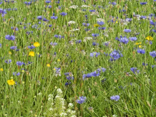 [MP08782] PBI (Protection Biologique Intégrée)