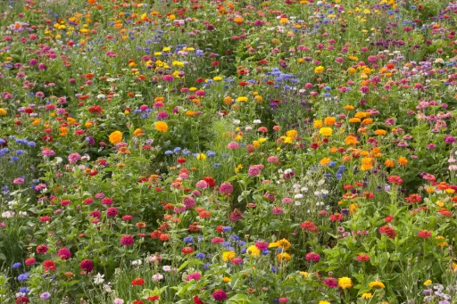 [MP08685] Campagne en Fleurs