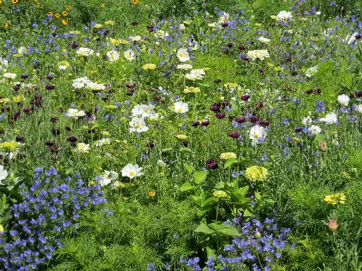 [MP20148] Tapis Rêve de Fleurs