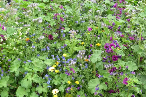 [MP20224] Fleurs nourrissantes Abeilles (annuelle)