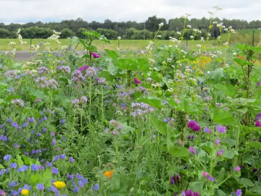 [MP20242] Fleurs nourrissantes Abeilles (pluriannuelle)